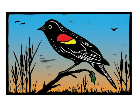 red winged blackbird bird birds nature marsh Pixel Palmer