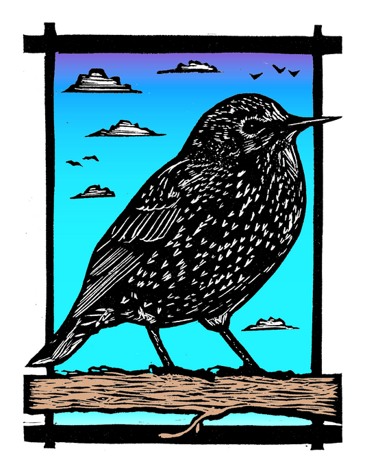 Starling on a Branch (8.5 x 11") color print